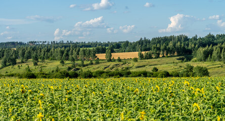 Fototapeta na wymiar Beautiful summer landscape with sunflower fields, forests and ravines against a blue sky with clouds