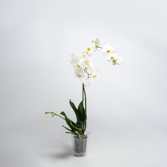 A beautiful and elegant white phalaenopsis orchid with fuchsia lips