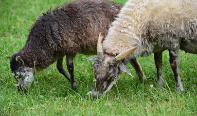 Naklejka na ściany i meble Two hairy sheep with lots of fur and horns stand on a pasture in the green and graze
