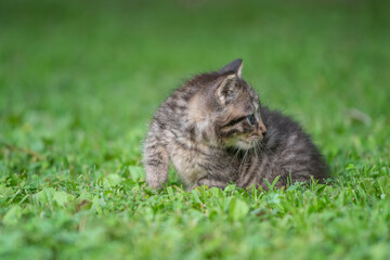 Naklejka na ściany i meble Cute tabby kitten in the grass