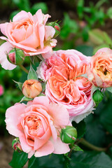 Pale pink rose flowers close up.Selective focus with shallow depth of field