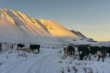 Live stock on a snow field against mountains during winter season in Esquel, Patagonia, Argentina