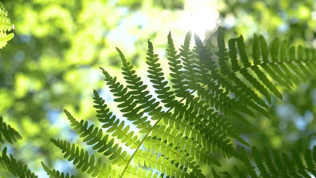 MACRO, LENS FLARE, DOF: Lush green fern sways in the wind blowing through the serene forest in Slovenia. Bright spring sun rays shine on a fern plant swaying deep in the dense woods of Logar Valley.