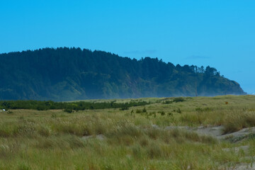 Grass growing on the dunes of the ocean beach