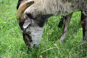 Two hairy sheep with lots of fur and horns stand on a pasture in the green and graze