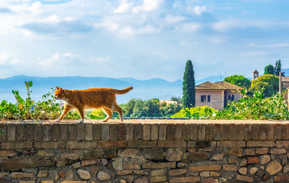 Ginger cat against the background of the Umbrian landscape.