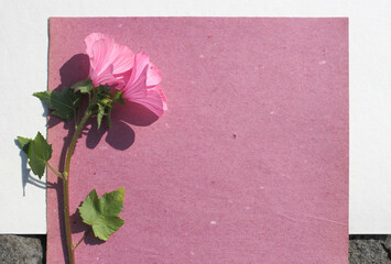 Composizione di fiori e piante spontanee su carta rosa, carta riciclata, visione dall'alto, fiore borragine, base auguri, copertina