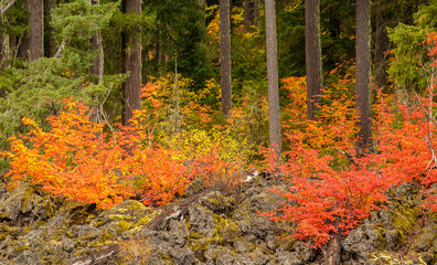Vine maple trees at peak fall color along the Santiam highway near the sumit of the Santiam pass. ...