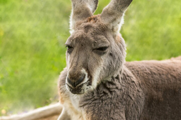 Sleepy kangaroo, Macropodidae, resting in grass