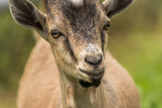Tan black goat, Capra aegagrus hircus, closeup