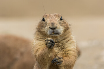 Prairie dog, Cynomys,  with one hand above other looking straight
