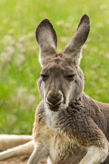 Sleepy kangaroo, Macropodidae, resting in grass portrait