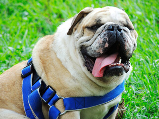 Perro Bulldog