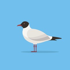 Mediterranean Gull. Seagull vector illustration. Flat style gull seabird.