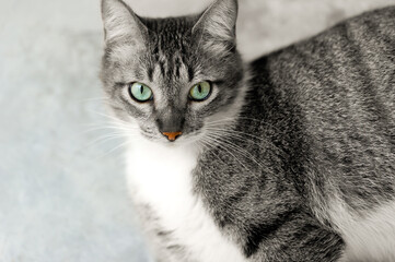 Tabby Cat Green Eyes