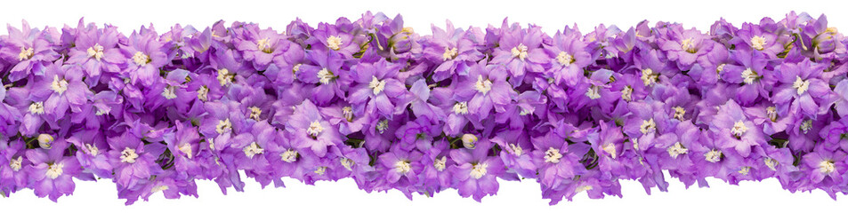 Fototapeta na wymiar Seamless endless horizontal banner made of lilac delphinium isolated on a white background. Top view. Copy space.