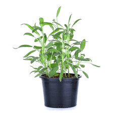 Sage leaf herb in Soil pots on white background