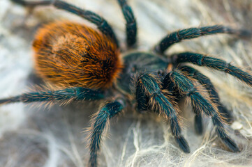 Chromatopelma cyaneopubescens - a spider, a blue-green avian.