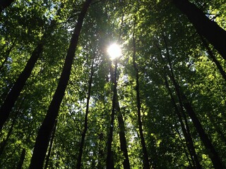 Obraz premium sunlight through trees