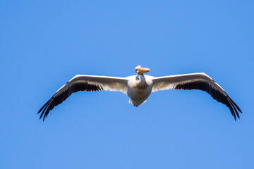 American White Pelican Spies the Photographer