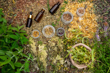 Bottles of tincture or oil and dry healthy healing herbs. Herbal medicine.