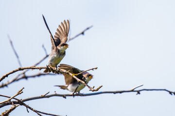 Fledgling Tree Sparrow: I'm the King of the World!