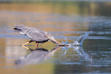 Great Blue Heron Strikes at a Fish