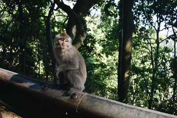local monkey sits alongside the road in Bali