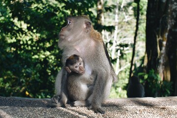 young baby monkey holds its mother in the Monkey Sanctuary in Bali