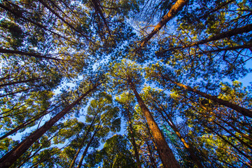 Pine tree forest morning sunrise sky background look up view