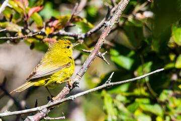 Orange Crowned Warbler Displays Crown Feathers