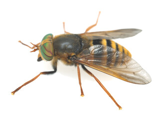 Horse fly, Hybomitra tarandina isolated on white background