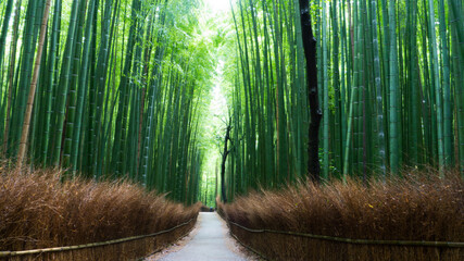 Bamboo forest in Kyoto