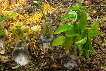 Laboratory Glass Bottles with herbs to preparing essential oils