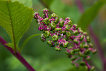 Pokeweed close up