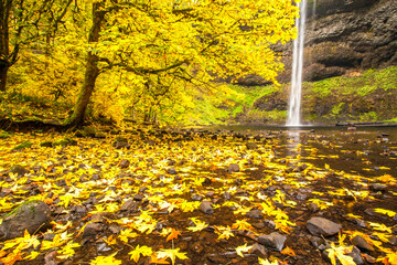 South Falls in Silver Falls state Park.  Maple trees are showing peak fall color.  Near Silverton, Oregon.