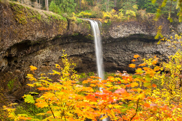 Fototapeta na wymiar South Falls in Silver Falls state Park. Maple trees are showing peak fall color. Near Silverton, Oregon.