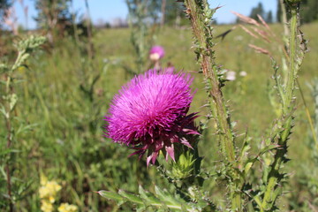bright pink prickly flower in the grass with thorns on the leaves in summer