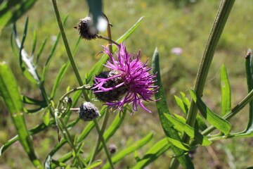 bright pink prickly flower in the grass with thorns on the leaves in summer