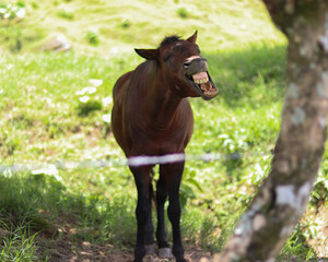 Fototapeta premium Caballo riendose 