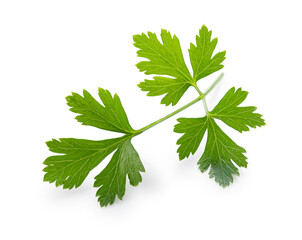 Italian parsley on a white background