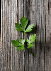 Italian parsley on an old tree background