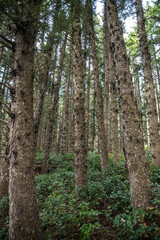 Obraz premium Conifer Forest Trees in Coastal Oregon