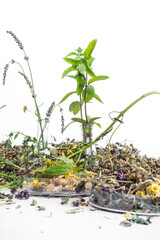 Laboratory Glass Bottles with herbs to preparing essential oils