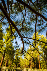 silhouette pine needles on pine tree branches against blue sky and sunny forest