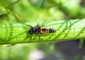Ladybug larvae or nymph on stem of a fennel plant. This black orange creepy looking bug is extremely beneficial for the garden. Consumes  / eats aphids and other pests. Pesticide free pest control.