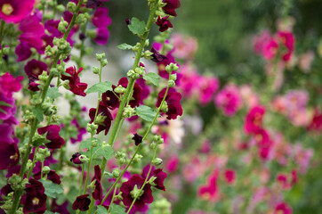 Mallow flowers in a shallow focus. Floral background with copy-space.