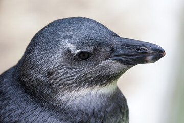 Nahaufnahme eines Brillenpinguines Jungtieres