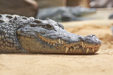 Nilkrokodil