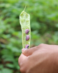 Frijoles recién cortados